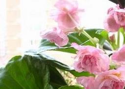 重瓣四季海棠花的养殖方法（重瓣四季海棠花的养殖方法图解）