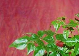 幸福树的功效与作用 幸福树的功效与作用图片