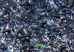 紫菜的挑选和紫菜的营养分析 紫菜 含量