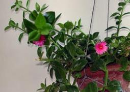 牡丹吊兰的养殖方法 牡丹吊兰的养殖方法和注意事项夏天