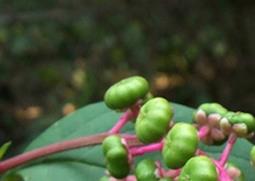 商陆的功效与作用 商陆的功效与作用百度百科