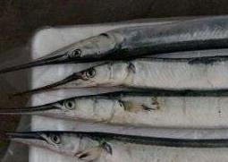 针良鱼的功效与作用（针良鱼的营养价值和功效）