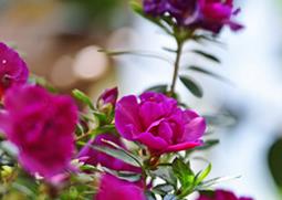 怎样让杜鹃在春节开花 怎样让杜鹃在春节开花呢