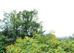 翅荚决明的功效与作用（翅荚决明 副作用）