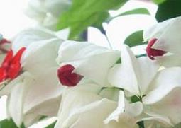 中药九龙吐珠的功效与作用 九龙串珠药用的功效