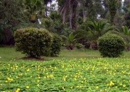 蔓花生的功效与作用（花生蔓的中药功效与作用）