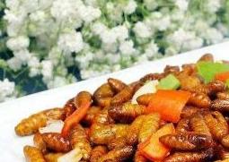 金丝蛹的功效与作用 金丝蛹的功效与作用图片