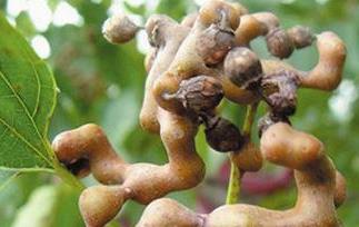 鸡爪梨怎么泡酒 鸡爪梨怎么泡酒喝