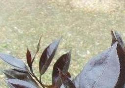 紫叶茶花如何养（紫叶花怎么养）