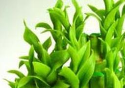 富贵竹怎么土养 土培富贵竹怎么养