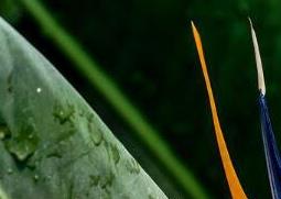 鹤望兰如何养殖（鹤望兰如何养殖的）