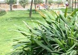 散尾竹怎么养（散尾竹怎么养比较好）