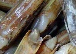 蛏子怎么洗又快又净 蛏子怎么洗又快又干净