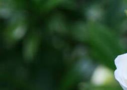 栀子花如何养殖(栀子花怎么养殖家里)