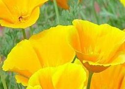 花菱草的功效与作用 花菱草的功效与作用图片