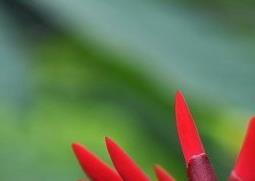 象牙红的功效与作用 象牙红的功效与作用是什么