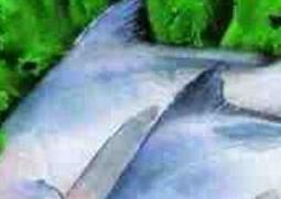 昌鱼的功效与作用 海鲳鱼的功效与作用