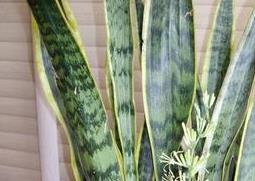 虎皮兰开花好不好（虎皮兰开花好不好养）