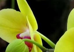 怎样养殖蝴蝶兰花 怎样养殖蝴蝶兰花苗