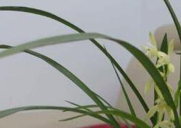 兰花怎么养好（兰花怎么养好活）