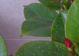 月季花叶的功效与作用（月季花叶的功效与作用图片）