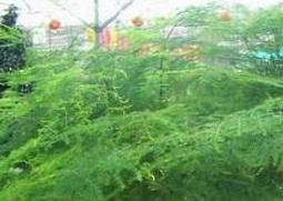 文竹有什么作用与功效