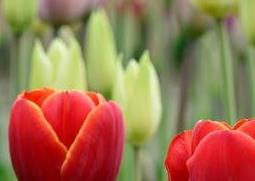 郁金香的养殖方法和注意事项 盆栽郁金香的养殖方法和注意事项