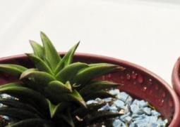 多肉修根后需要另换一盆吗 多肉修根后需要另换一盆吗视频