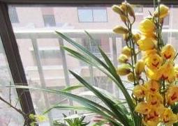 大花蕙兰的养殖方法和注意事项（大花蕙兰的养殖方法和注意事项冬季）