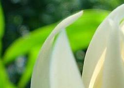 白兰花的功效与作用 白兰花的功效与作用禁忌