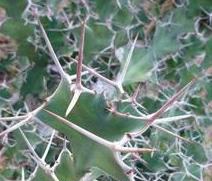 大缠的功效与作用