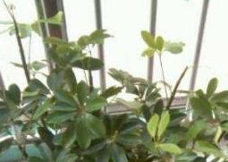 八方来财树的养殖方法和注意事项 八方来财树的养殖方法和注意事项鸭鸭