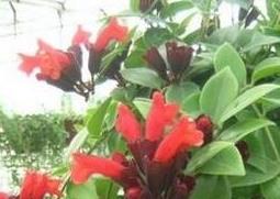 口红吊兰如何养殖（口红吊兰养殖法）