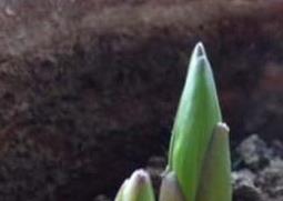 盆栽百合花怎么养 盆栽百合花怎么养殖