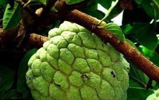 番荔枝怎么吃 刺果番荔枝怎么吃