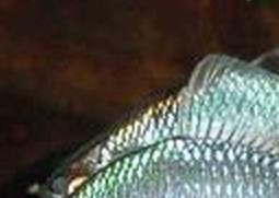 白鲑的功效与作用 吃白鲑的好处