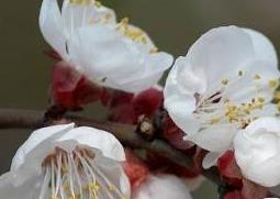 白梅花的功效与作用