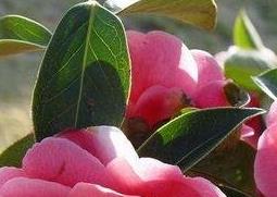 云南山茶花的养殖方法 云南山茶花的养殖方法视频