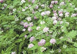 小冠花的功效与作用 小冠花的功效与作用