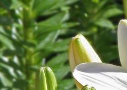 亚洲百合种植方法（亚洲百合种植方法 地栽）