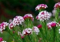 狼毒的功效与作用（狼毒的功效与作用脚气）