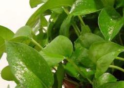 啤酒浇绿萝的正确方法 啤酒浇绿萝的正确方法,啤酒怎样发酵才能浇花