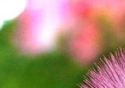 合欢花到底怎么养（合欢花到底怎么养活）