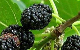 吃葚子有哪些好处 吃葚子的好处