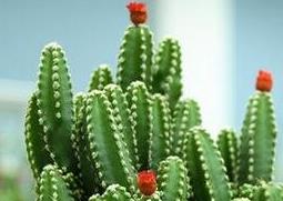 万重山有什么功效和用途(万重山的功效)