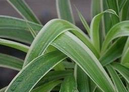 大叶吊兰的养殖方法和注意事项（大叶吊兰怎么养）