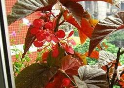 竹节海棠的养殖方法（竹节海棠的养殖方法和注意事项 盆栽）