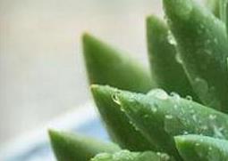 翡翠景天的养殖方法（翡翠景天怎么养）