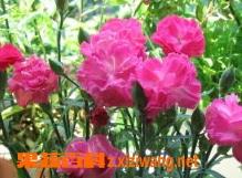 康乃馨的养殖方法（康乃馨的养殖方法,掌握好这几个要点,爆盆很容易!）