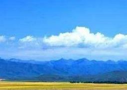 紫油菜花的功效与作用 紫油菜花的功效与作用禁忌